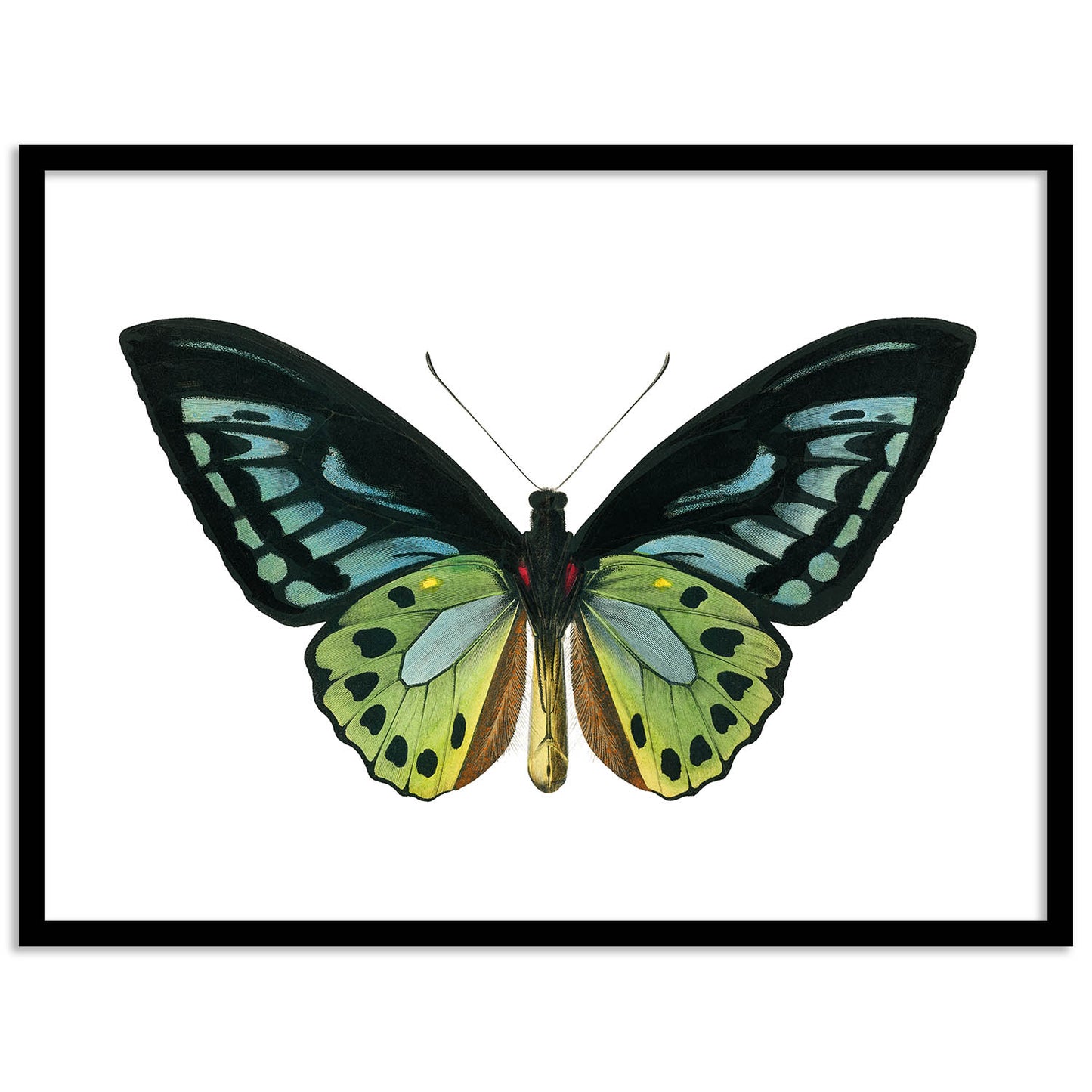 Butterfly Framed Wall Art Posters for Home and Office Wall Decor