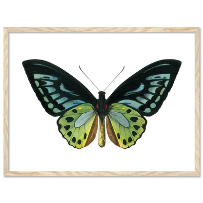 Butterfly Framed Wall Art Posters for Home and Office Wall Decor