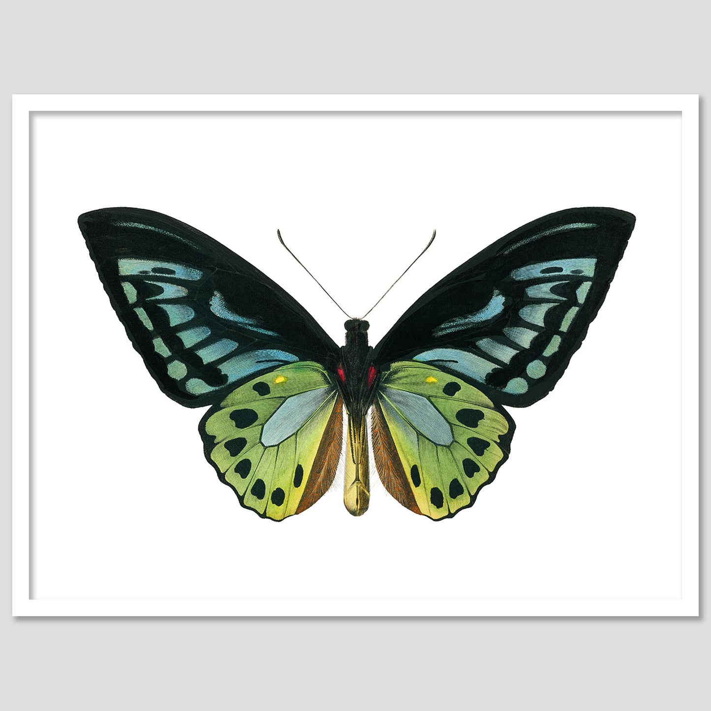 Butterfly Framed Wall Art Posters for Home and Office Wall Decor