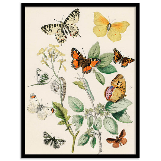 Butterfly Wall Art For Wall Hanging Frames Home Decor