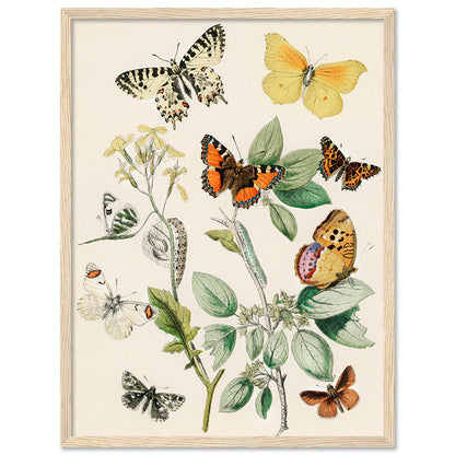 Butterfly Wall Art For Wall Hanging Frames Home Decor