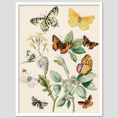 Butterfly Wall Art For Wall Hanging Frames Home Decor